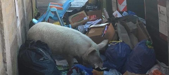 Il maiale fotografato a Roma in realtà nel quartiere lo conoscono tutti