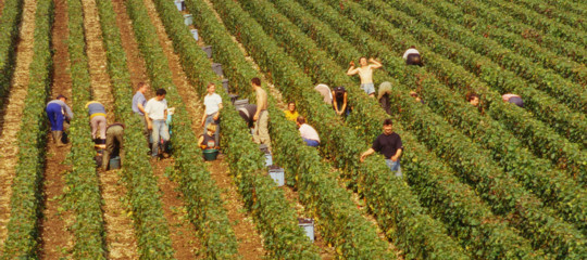 Perchè i fondi UE non bastano a convincere i giovani a lavorare in agricoltura