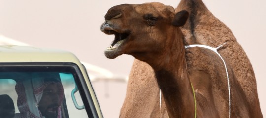 Al concorso di bellezza per cammelli di Riad c'è chi li ritocca col botox