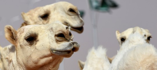 Al concorso di bellezza per cammelli di Riad c'è chi li ritocca col botox