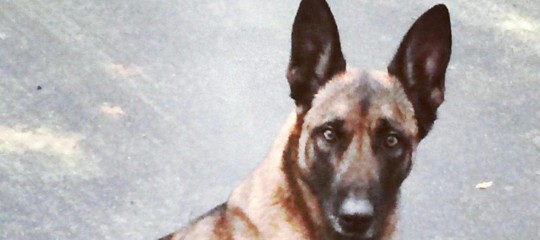 Dagli Usa l'uomo che morde il cane. In Russia il cane che spara all'uomo