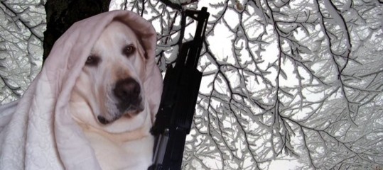 Dagli Usa l'uomo che morde il cane. In Russia il cane che spara all'uomo