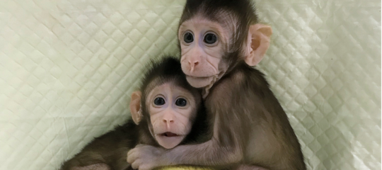 Genetica: 22 anni dopo Dolly, clonate scimmie