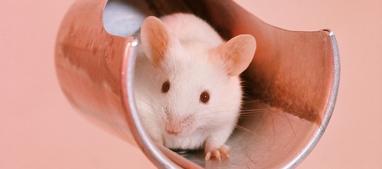 Che futuro hanno gli organi da trapianto di origine animale?