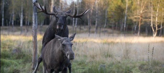 Gli animali dei ghiacci stanno cambiando colore. Per via del riscaldamento globale