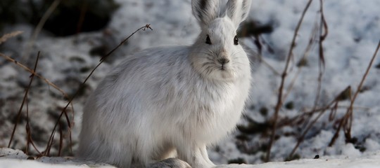 Gli animali dei ghiacci stanno cambiando colore. Per via del riscaldamento globale