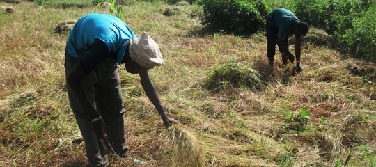 Sarà il fonio, il super grano senza glutine, a salvare l'Africa dalle carestie?
