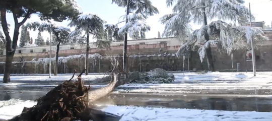 Dopo la neve a Roma c'è un reale rischio di caduta alberi?
