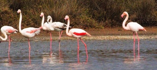Nel Parco del Circeo sono comparsi dei fenicotteri rosa