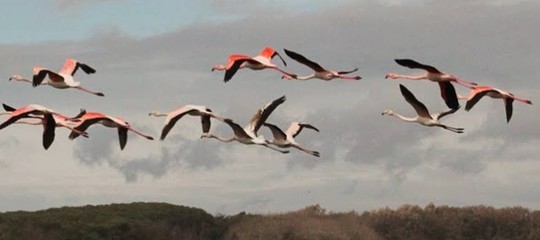 Nel Parco del Circeo sono comparsi dei fenicotteri rosa