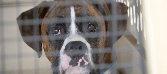 La United Airlines colpisce ancora. Spedito in Giappone un cane diretto in Kansas