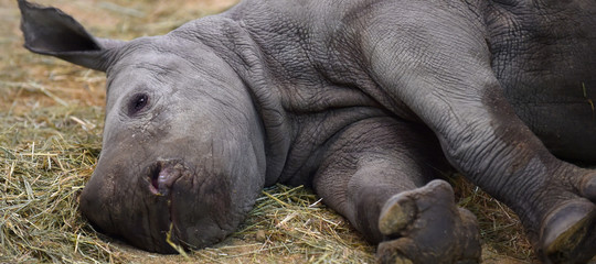 I giganti del tech hanno un progetto per bloccare per sempre il traffico illecito di animali