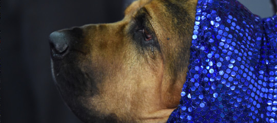 Non c'è da vergognarsi a fare la vocetta al proprio cane. Lo dice la scienza