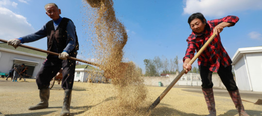 Il riso del Sudest asiatico ha messo in crisi quello italiano. Cosa sapere