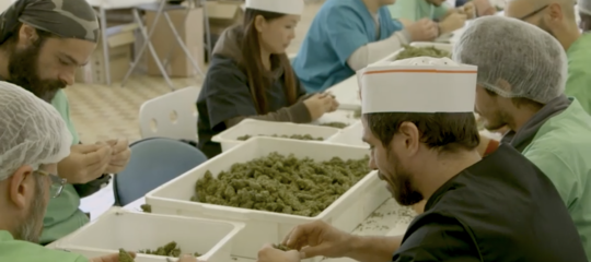 Come ha fatto una startup a vendere cannabis per milioni in Italia