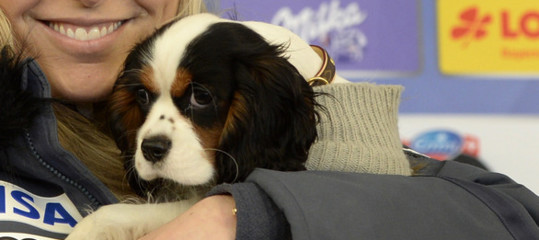 Cosa insegna la storia di Milo? Come evitare il sequestro del vostro cane