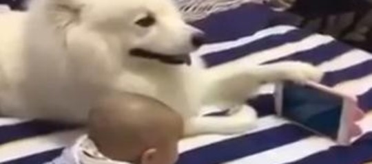 Cosa insegna la storia di Milo? Come evitare il sequestro del vostro cane