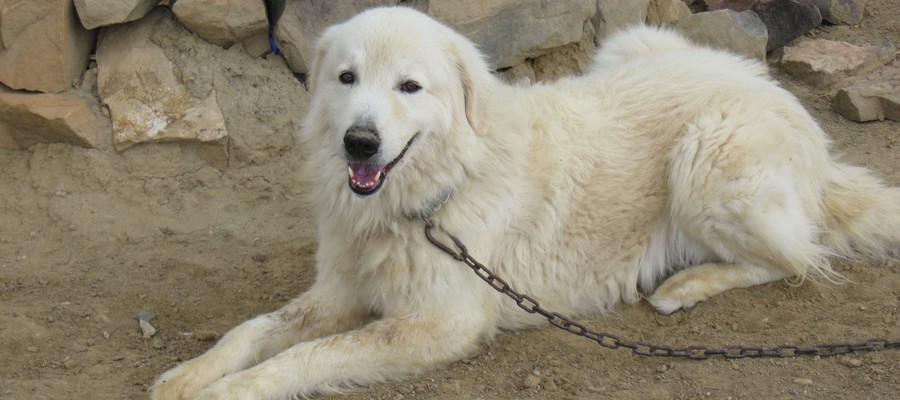 Cosa Insegna La Storia Di Milo Come Evitare Il Sequestro Del Vostro Cane