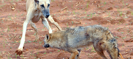 Per ottenere i Mondiali di calcio il Marocco sta sterminando i cani randagi