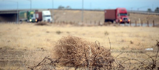 Una cittadina californiana è stata invasa dalle rotolacampo