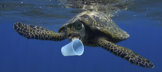 Si può vivere senza plastica? Ecco chi lo sta facendo e perché