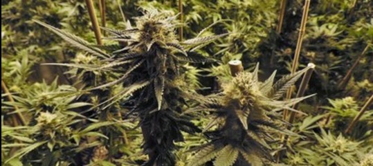 Nel 2025 l'industria della cannabis Usa varrà 25 miliardi di dollari