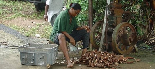 virus manioca alberi alimentare africa