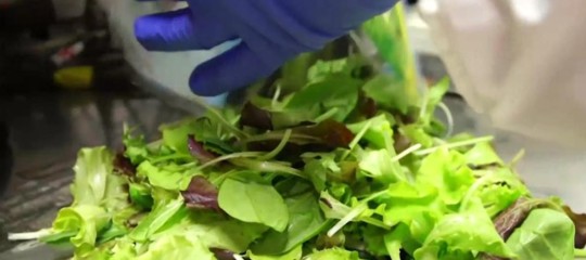 Un batterio della lattuga romana ha provocato 98 infezioni gravi negli Usa