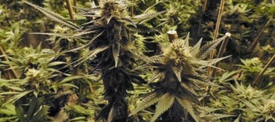 Droga: cannabis tra i pomodorini, sequestrate 6,5 tonnellate nel Ragusano