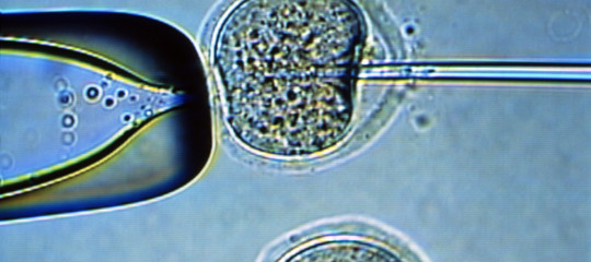 Creato un simil-embrione, getterà luce sugli albori della vita