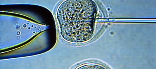 Cosa sono i blastoidi, i simil-embrioni realizzati in laboratorio in Olanda