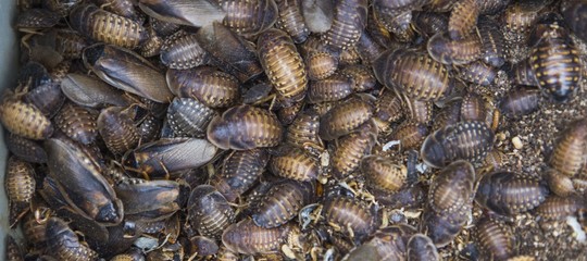 Cosa produce il più grande allevamento di scarafaggi (6 miliardi) al mondo