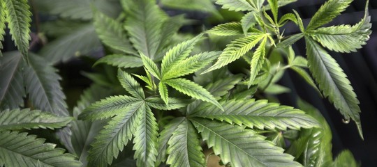 Con i peperoni coltivata pure marijuana, 3 arresti da Polizia Ragusa
