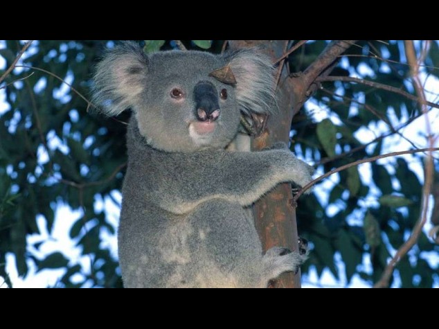 Dalla strage di koala al cambio di panchina dell'Atalanta, le 5 notizie di oggi da non perdere