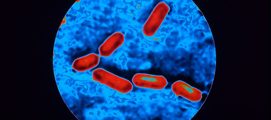 Batteri (afp) L'Italia ha uno dei tassi di resistenza agli antibiotici più alti in Europa.