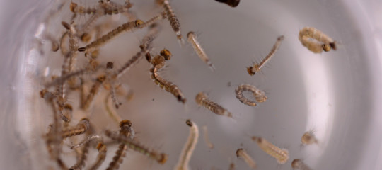 virus zika - afp L'Italia ha uno dei tassi di resistenza agli antibiotici più alti in Europa.