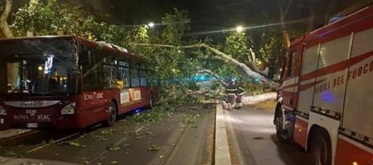albero caduto roma viale delle milizie