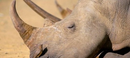 Siamo di fronte alla sesta estinzione di massa?
