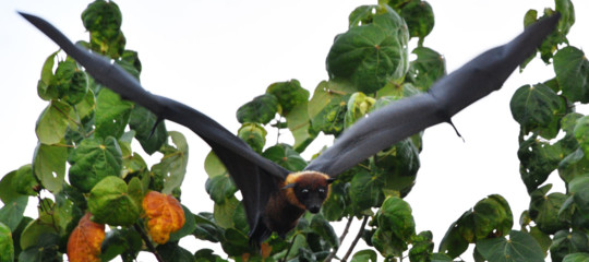 virus nipah malattia pipistrelli india bangladesh