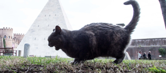 Anche cani e gatti a rischio hacker, le falle dei collari Gps