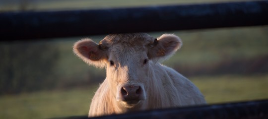 Lo sconfinamento di una mucca bulgara in Serbia diventa un caso diplomatico