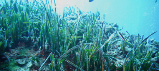 Nel Mediterraneo è sparito il 34% di Posidonia negli ultimi 50 anni. Un piano