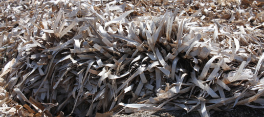 Nel Mediterraneo è sparito il 34% di Posidonia negli ultimi 50 anni. Un piano