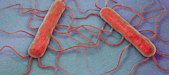 Listeria: Coldiretti, su verdure surgelate evitare allarmismi