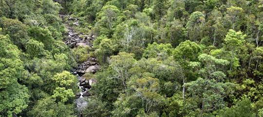 foreste africane pericolo biocarburanti
