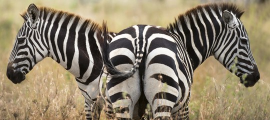 Uno zoo egiziano spaccerebbe due asini dipinti per zebre