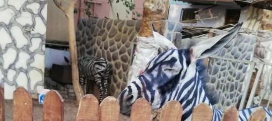 Uno zoo egiziano spaccerebbe due asini dipinti per zebre