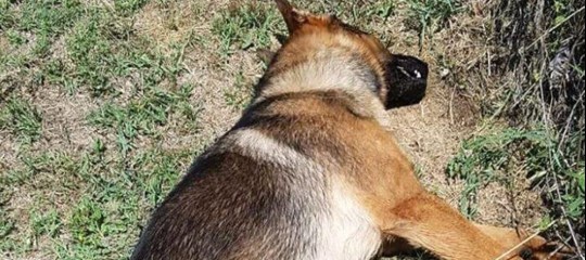 Terremoto: autopsia conferma, il cane-eroe Kaos è morto avvelenato ma dubbi sul dolo