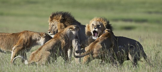 Alla fine quanti leoni sono rimasti sulla faccia della Terra? Una stima
