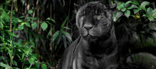 Gli animali leggendari che gli italiani hanno visto d'estate